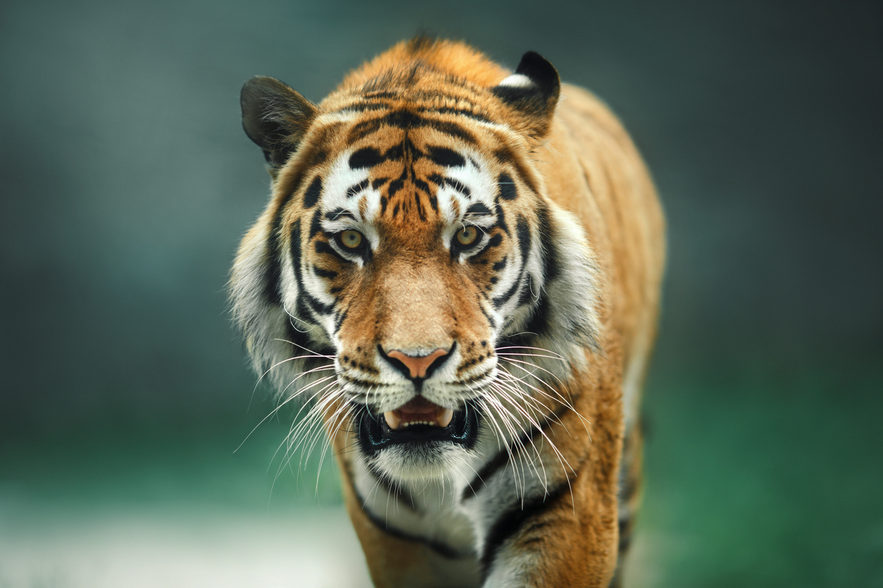 Is it Legal to Own a Pet Tiger in Pennsylvania?